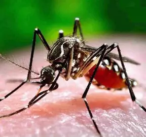 chikungunya cases